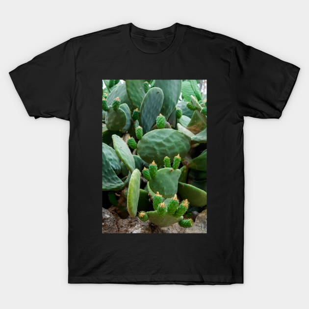 Opuntia, commonly called prickly pear T-Shirt by lena-maximova